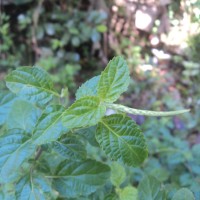 Stachytarpheta cayennensis (Rich.) Vahl